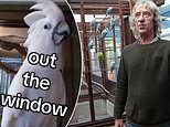 How a cockatoo who sings songs from Hamilton on TikTok is fuelling a cruel trade in stolen and smuggled exotic birds... as revealed by JANE FRYER