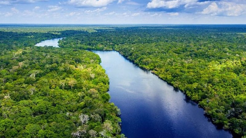 Almanya'dan yağmur ormanlarına 1 milyar euroluk bağış