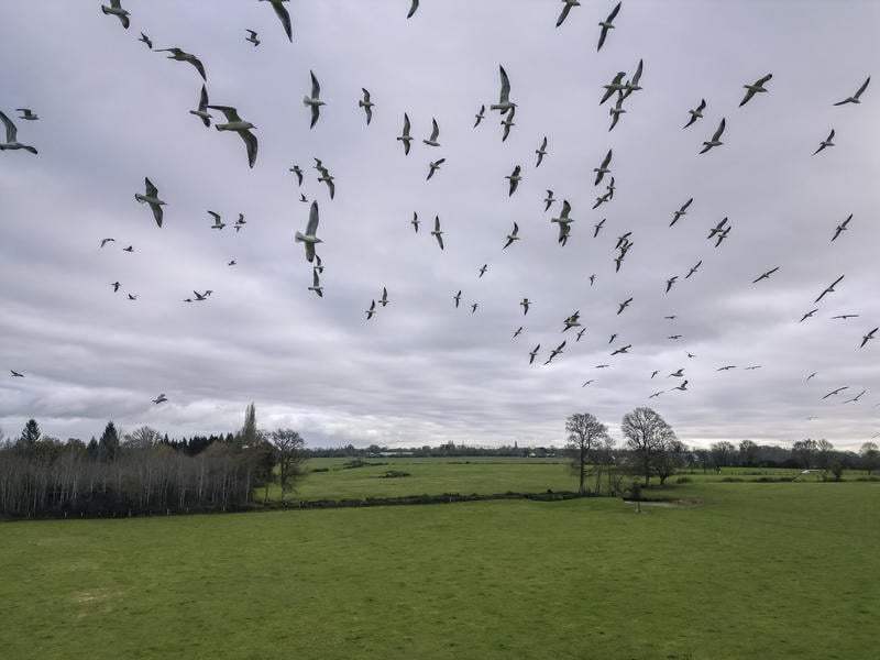 « La nature s’épanouit dès qu’on cesse de l’empoisonner » : depuis l’interdiction des pesticides toxiques, les campagnes françaises accueillent à nouveau les oiseaux