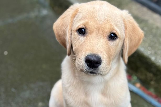 Adorable Labrador puppy settles into new Bridge of Allan home as part of appeal