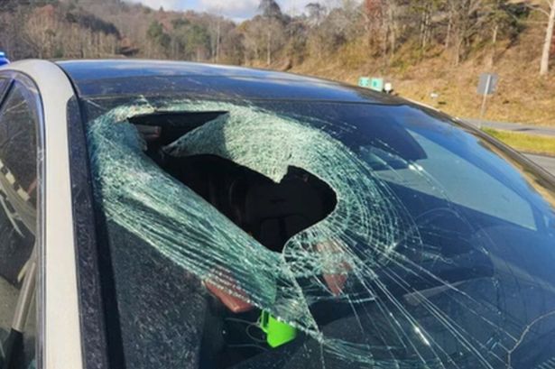 Bird of prey drops a CAT through stunned woman's car windscreen while driving