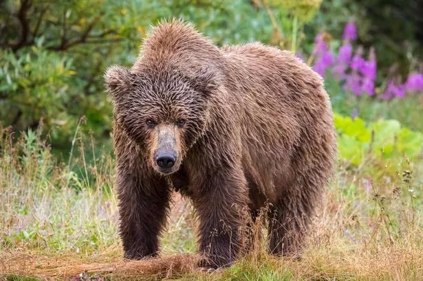 Grizzly bear savages school kids with 11 injured and 2 fighting for their lives