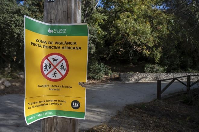 Los expertos investigan si algún elemento transportado por la AP-7 fue el foco de la peste porcina