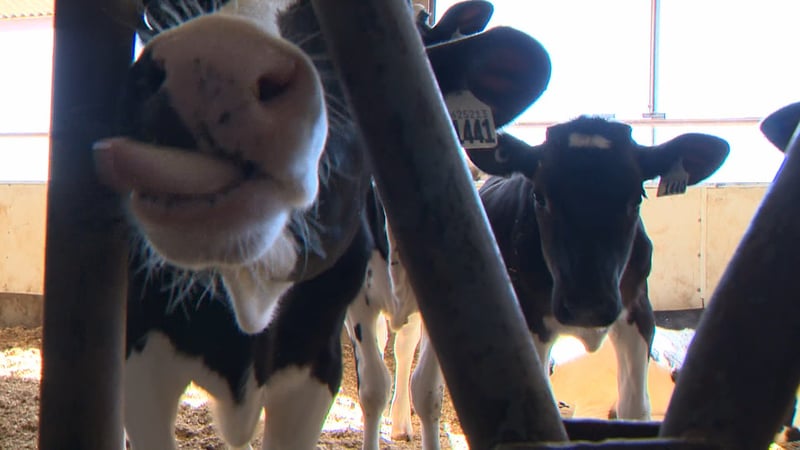 ‘Frustrating’: Veterinarians urge regulatory changes as medicine shortages mount