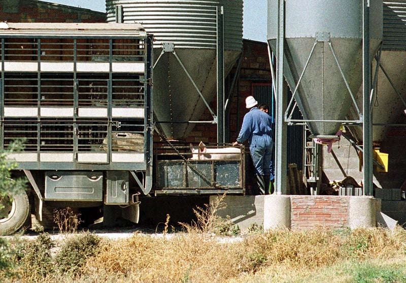 China prohíbe las importaciones de carne de cerdo de Barcelona tras encontrar dos  jabalíes silvestres muertos por peste porcina africana