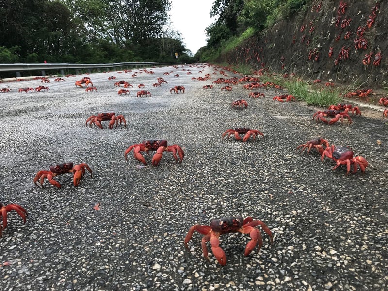 Des millions de crabes envahissent une île australienne lors d’une insolite migration synchronisée