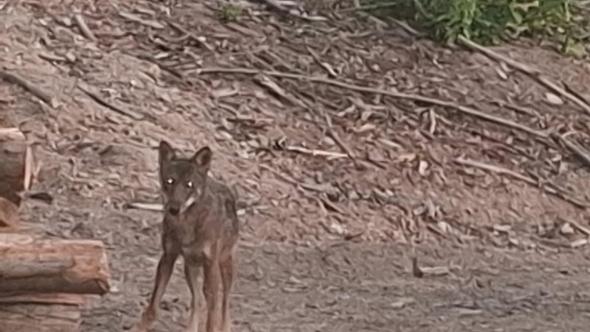 Lupo sbrana un asino, è allarme in Valle Stura: “Segnalato esemplare nei pressi di una scuola”