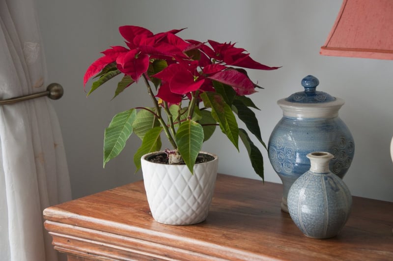 How to keep your houseplants alive through the winter
