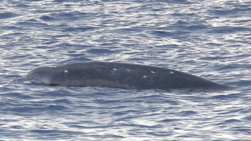Un grupo de científicos descubren en el Pacífico una criatura jamás vista antes