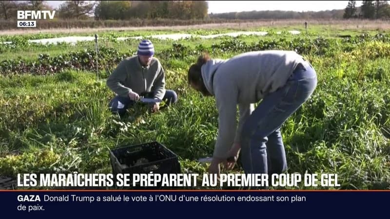 "On doit anticiper bien plus tôt la météo": les maraîchers en première ligne face à la vague de froid et au gel