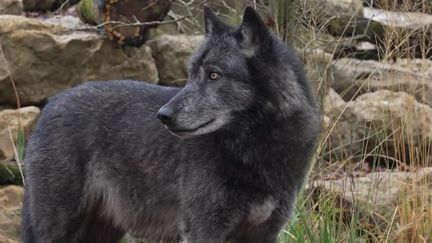 Intelligence du loup : une vidéo prouve la capacité de raisonnement de l'animal