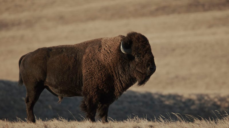 PBS to air Lily Gladstone–narrated film on Blackfeet buffalo return after decades-long fight