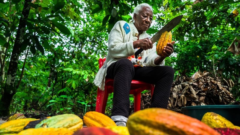 Klimaschutz: Erfolg für Friedrich Merz: EU schwächt umstrittenes Gesetz zum Waldschutz ab