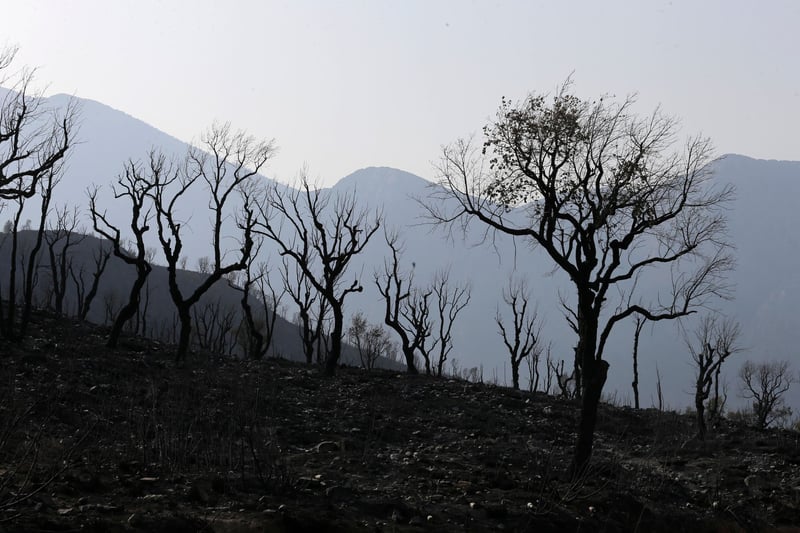 En Algérie, 55 incendies simultanés attisent les théories du complot