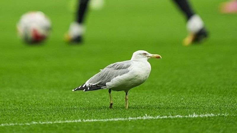 Beşiktaş–Samsunspor maçında sahaya martı indi! Seba’nın sözleri yeniden hatırlandı