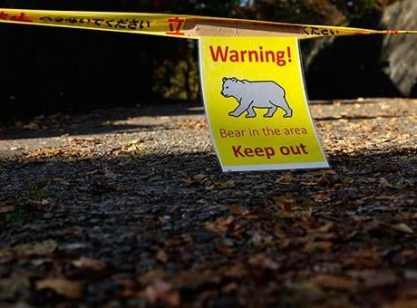 Dünyada bir ilk! Turizm işletmelerine 'ayı sigortası' geliyor