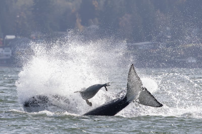 Seal escapes hunting orcas by jumping onto photographer’s boat in dramatic video