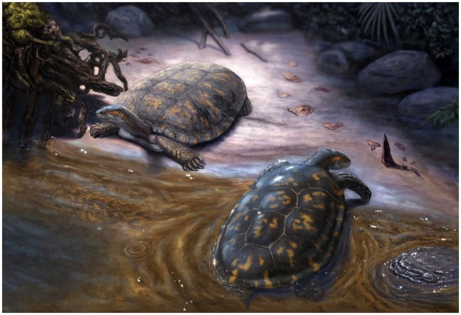 Nearly 13 million-year-old fossil named after Shakira ‘because they’re huge fans’