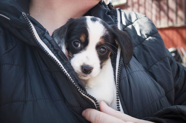 Vet nurse names 7 types of dogs who 'need help' as -12C temperatures predicted