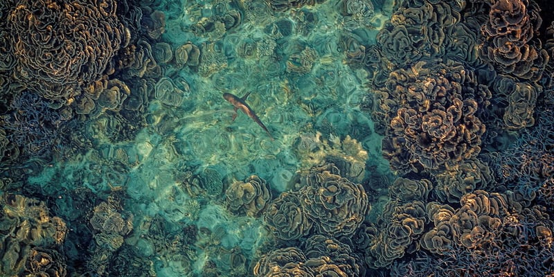 Sublime sauvagerie, les derniers secrets de la planète