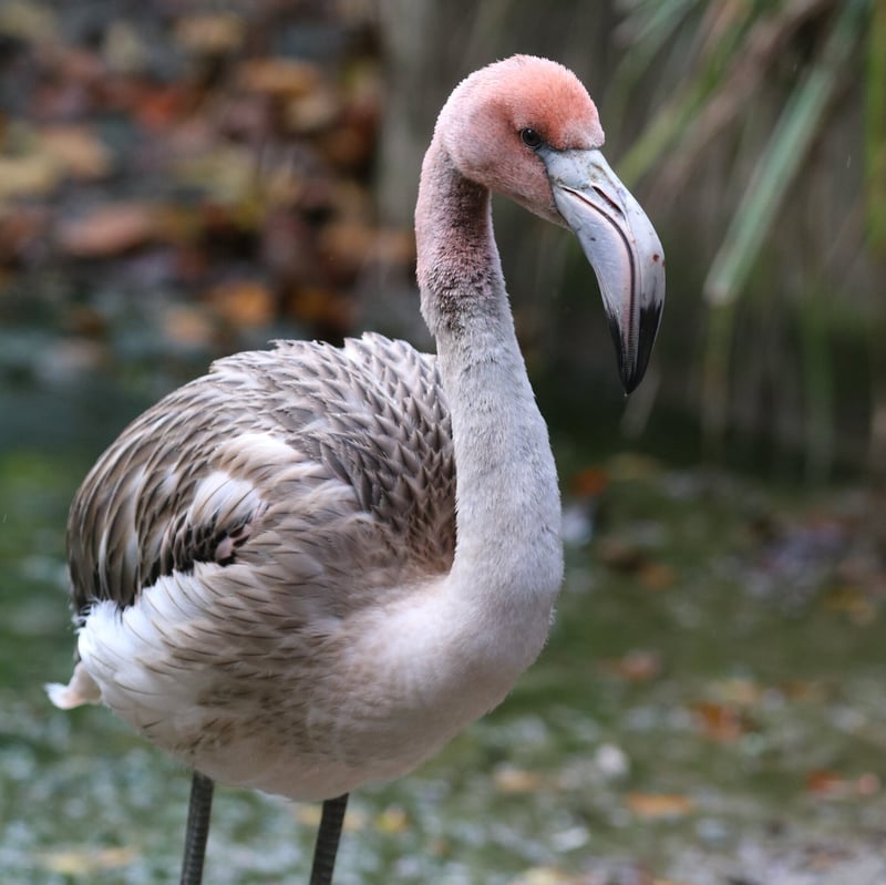 On a Clipped Wing, Flamingo Escapes a British Zoo for a Life in France