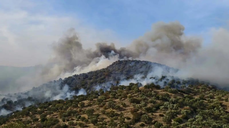Aydın'da orman yangını: Müdahale sürüyor