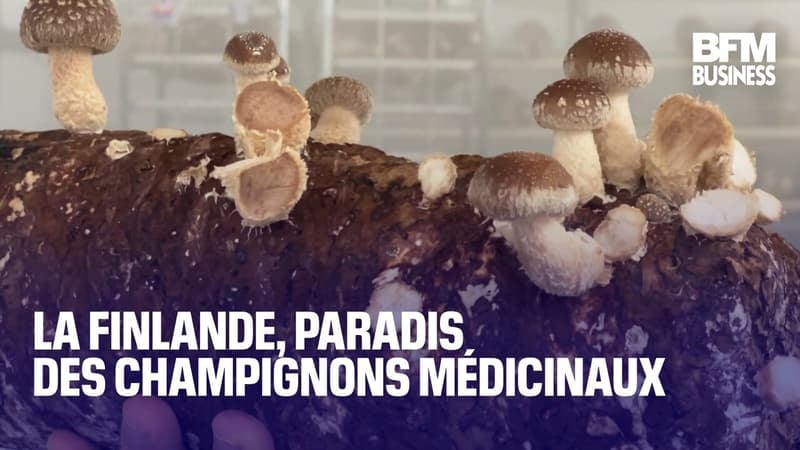 La Finlande, paradis des champignons médicinaux