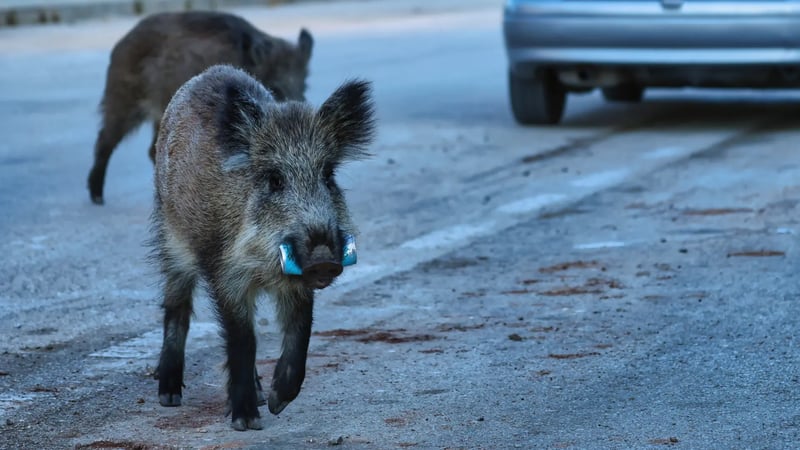 La autopista AP-7, en el foco de la sospecha de la peste porcina: expertos investigan si algún elemento transportado fue el origen