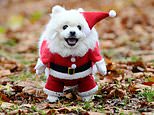 Santa paws is coming to town! Rescue dogs don Christmas jumpers for walkies to Buckingham Palace