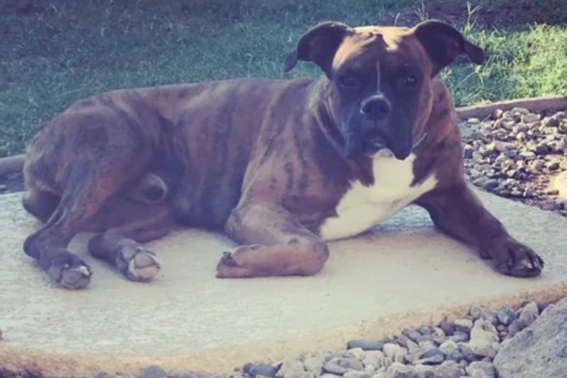 Thanksgiving home invasion leaves dog dead and widow without wedding ring and mortgage payment