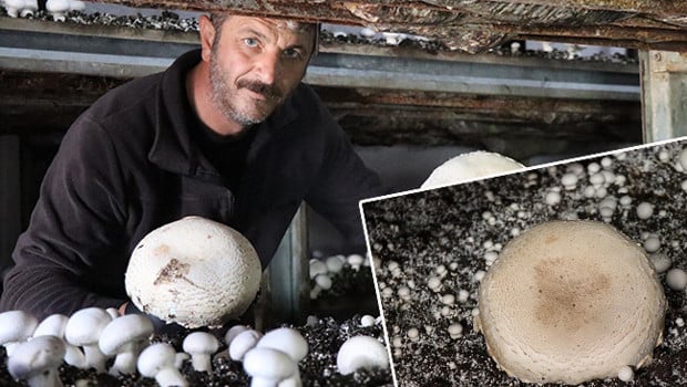 Memleketine döndü devlet desteği aldı: 6 çadır kurdu üretime geçti! 'Gelen taleplere yetişemez oldum'