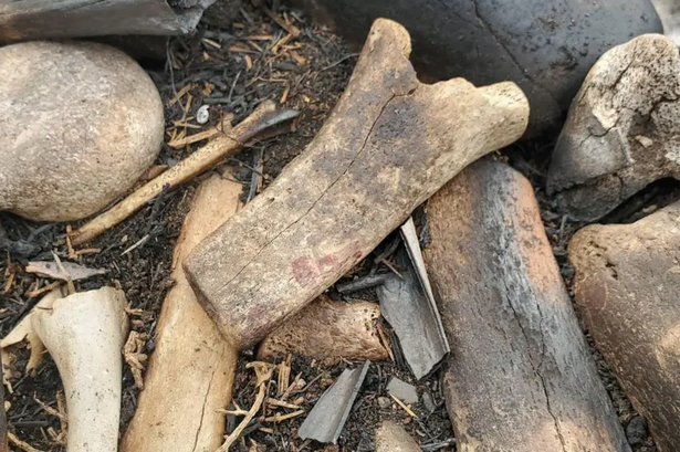 'Unusual' collection of animal bones found dumped near Arthur's Seat after a wildfire