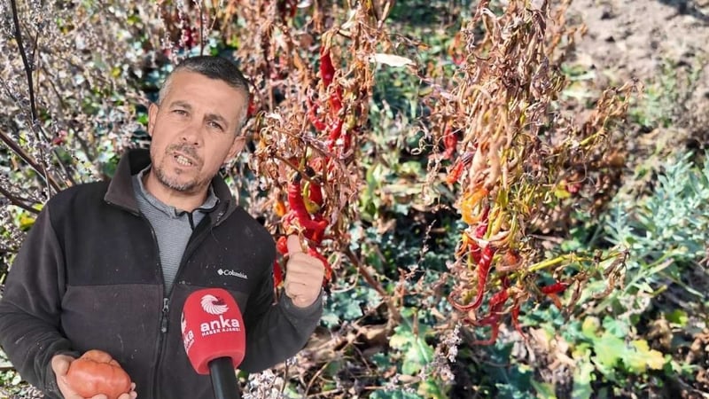 Yıllarca çalıştı, çoğalttı! 10 ilde bedavaya dağıtacak ata tohumlarını ülkeye yayacak