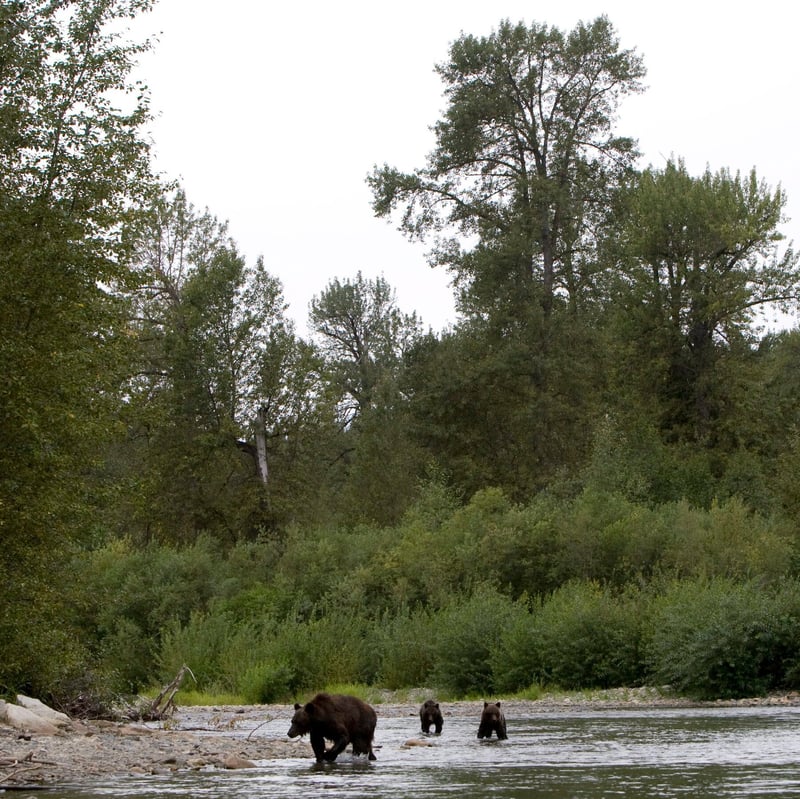 3 Children Are Injured in Grizzly Bear Attack in British Columbia