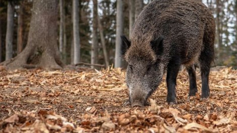 Detectan dos casos positivos de peste porcina africana en jabalíes muertos en Cataluña