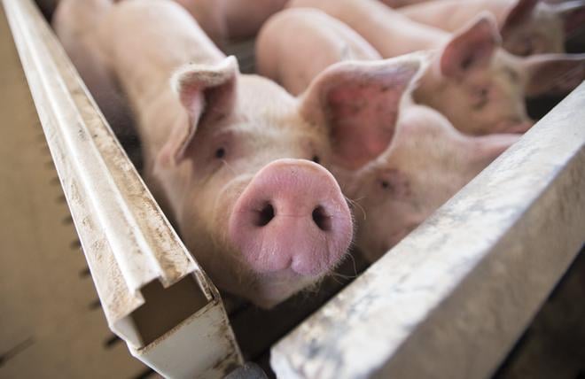 Los ganaderos reaccionan preocupados: "Que el virus de la peste porcina no salte del bosque a las granjas"