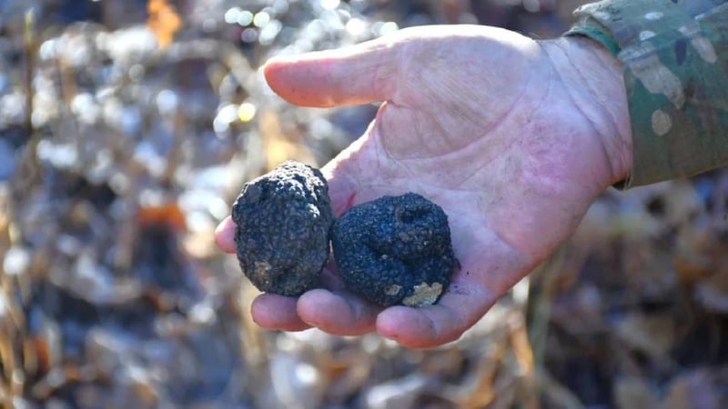 Doğanın ‘kara elması’ Bayburt’ta bulundu! Ekonomik getirisi çok yüksek: Bulan bayram ediyor