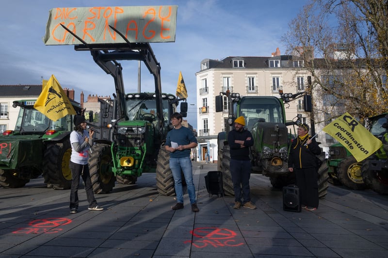 Dermatose nodulaire bovine : tout savoir sur la maladie qui menace les troupeaux en France