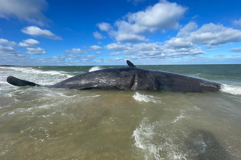 Dead sperm whale – weight of a fully loaded tractor-trailer – has washed ashore in Nantucket and officials aren’t sure how to move it