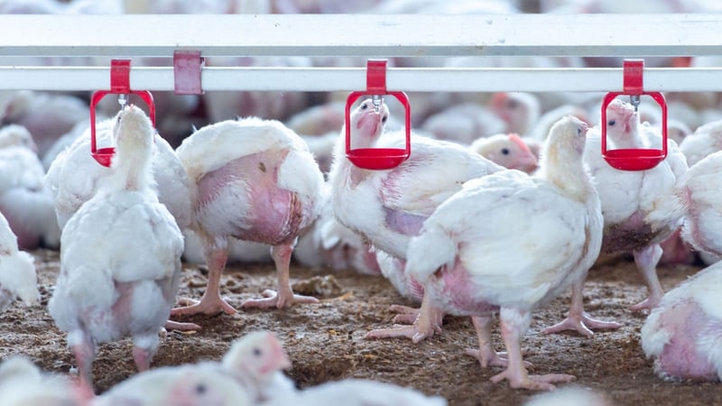 Elisa Pérez-Ramírez, doctora en veterinaria y viróloga, sobre la gripe aviar: "Una vez entra en una granja, puede matar a todas las aves en 24 horas"