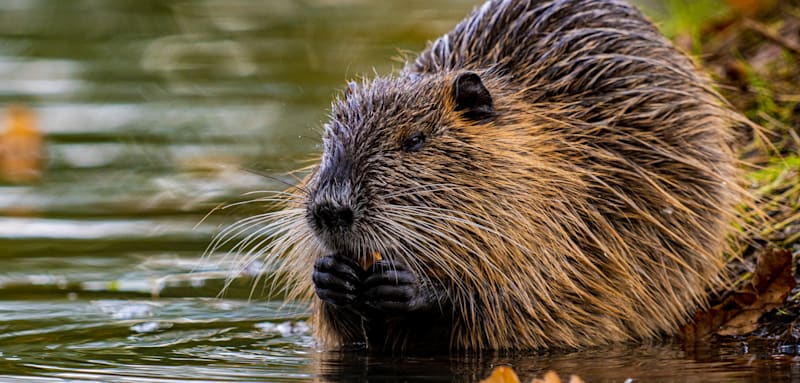 Gebratener Biber auf dem Teller? Streit um den geschützten Nager eskaliert