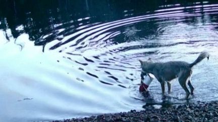 Au Canada, une louve épate les scientifiques et relance les débats sur l'intelligence de l'animal