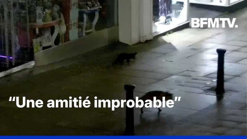 Royaume-Uni: un renard et une loutre se promènent dans les rues de Lincoln