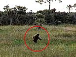 I've spent my life hunting a real-life monster in the Everglades... here's the truth about the Florida Bigfoot
