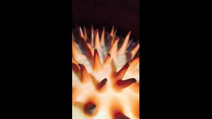 Il trouve l'une des fleurs les plus rares au monde après 13 ans de recherche