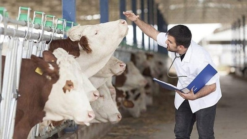 "Kontrol altına alındı" denilen şap hastalığı İstanbul’da patladı: 21 mahalle karantinada, tehlike büyüyor