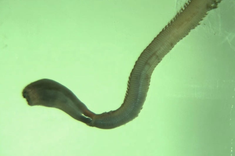 Watch these haunting stretchy bloodworms invert their own organs