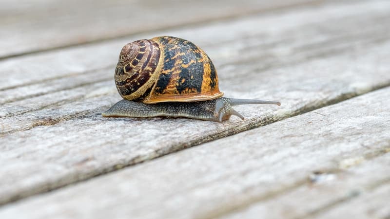 En Angleterre, les agriculteurs sont exonérés de taxe foncière: pour en bénéficier, les propriétaires de bureaux vides y installent des micro-élevages d'escargots (et la fraude est très répandue)