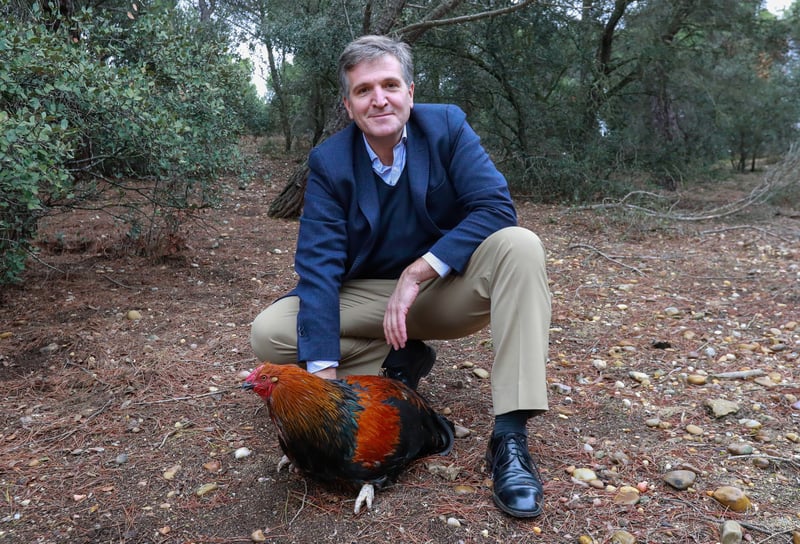 El ave fénix de la comida preparada