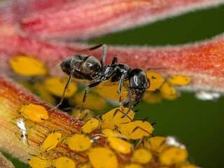 Cette fourmi noire et brillante envahit l’Europe et pourrait causer des dégâts considérables